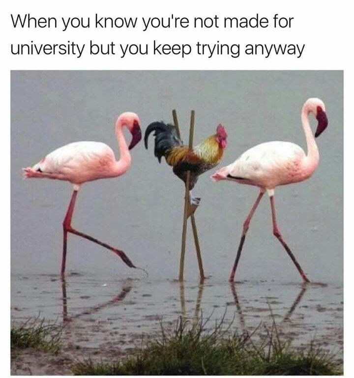 halla_lujah's tweet photo. how I feel 98% of the time: just a stilt-ed rooster among flamingoes. #ImposterSyndromeButProud #LongHastagTuesday https://t.co/eQRTHzv5As