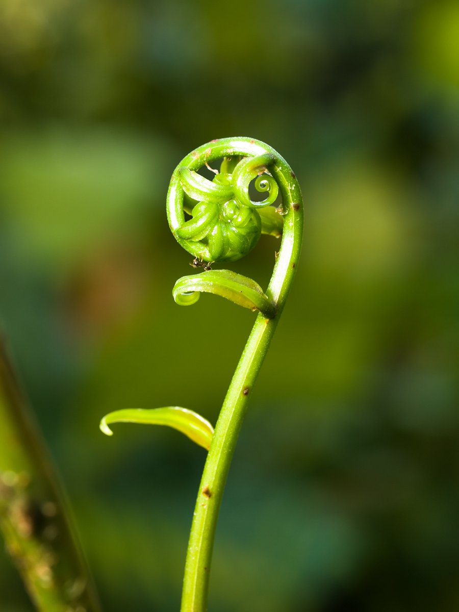 annebelden's tweet photo. Happy Spring ! What will you let you unfurl for you as the days become longer and warmer? https://t.co/bPthMzUtrn