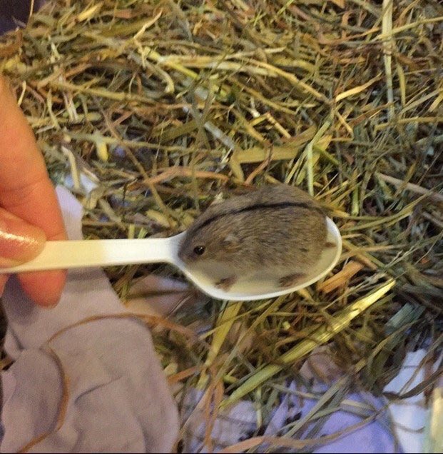 marcuschown's tweet photo. Retweet if you think this lemming on a spoon would be better as negotiating #Brexit than Boris Johnson #Article50 https://t.co/bK4FwX9K1V
