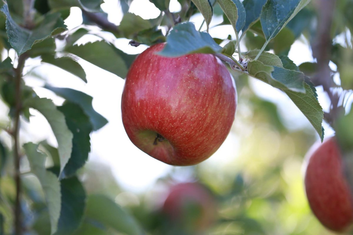 Jump into #Spring with #Kikuapples and be sure to vote for KIKU as America's favorite apple: usapple.org/AppleMadness/. @US_Apples <a href="/KIKU_Apple/">KIKU Apple</a>