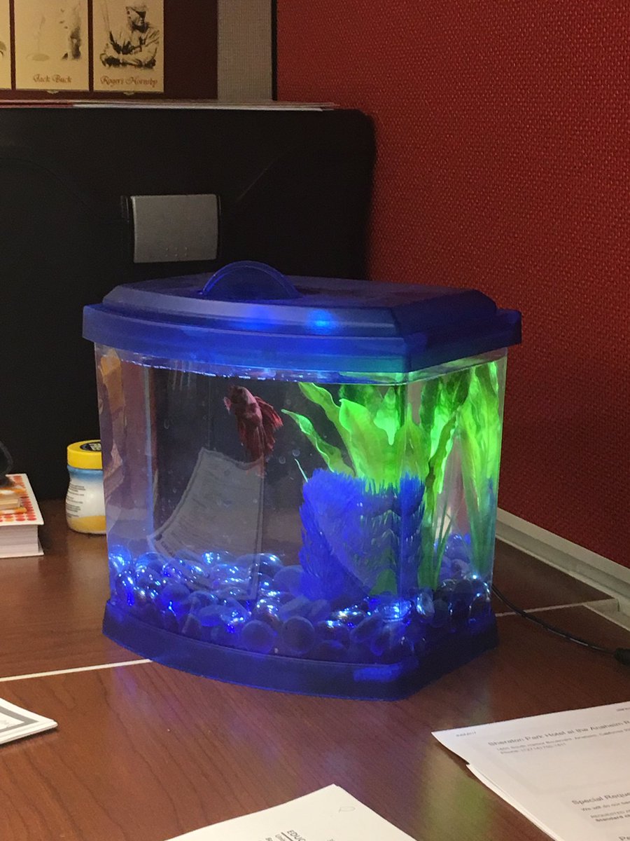 Kath0183's tweet photo. Fishy, stop staring at me. #randalgrifish #workfish https://t.co/4fPkysEKq7