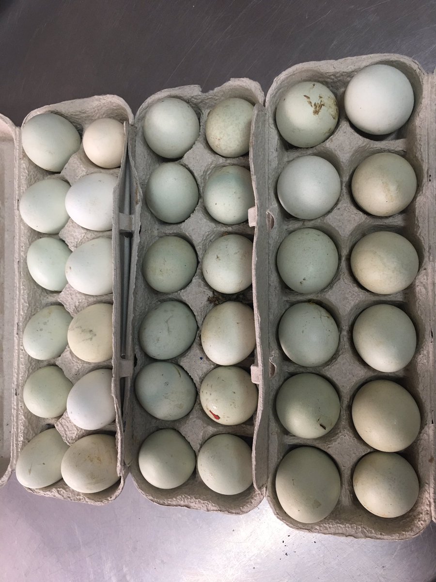 huevos de pastoreo, semanalmente compramos la producción a micro artesanos en el interior de nuestro país; cascarón verde = mayor nutrición
