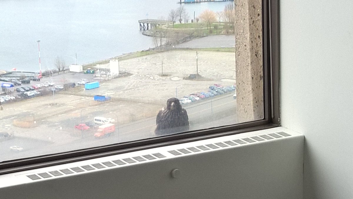 softlandinginc's tweet photo. That awkward moment when you catch your resident "peeping Tom" in action. #HawkProblems https://t.co/9zWQKboLVu