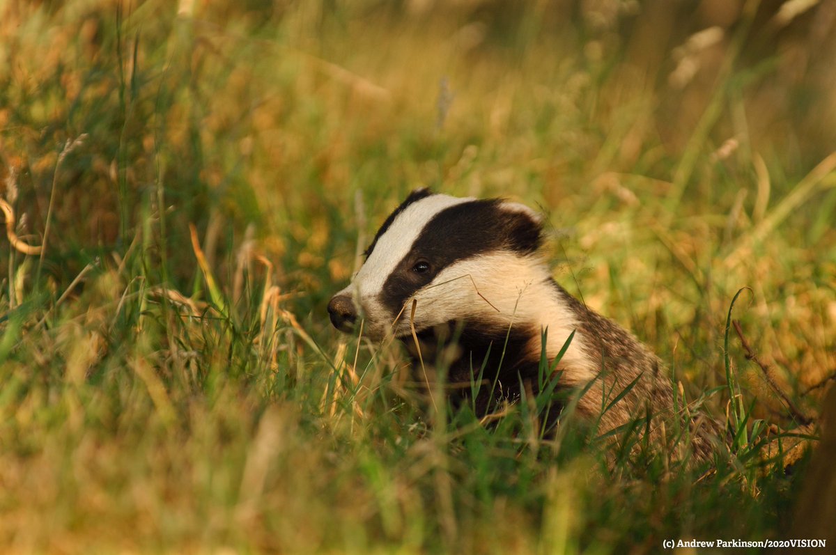 WildlifeTrusts's tweet image. The Badger Cull isn't based on science - will ask your MP to attend the debate on Monday and #stopthecull? wildlifetrusts.org/badger-cull/sc…