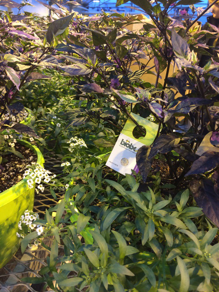 P_K49's tweet photo. Growers everywhere working on their Orius bankers #biocontrol @Canbiobest @1BIOBEST @BugladySuzanne https://t.co/Gvq3IJEGSa