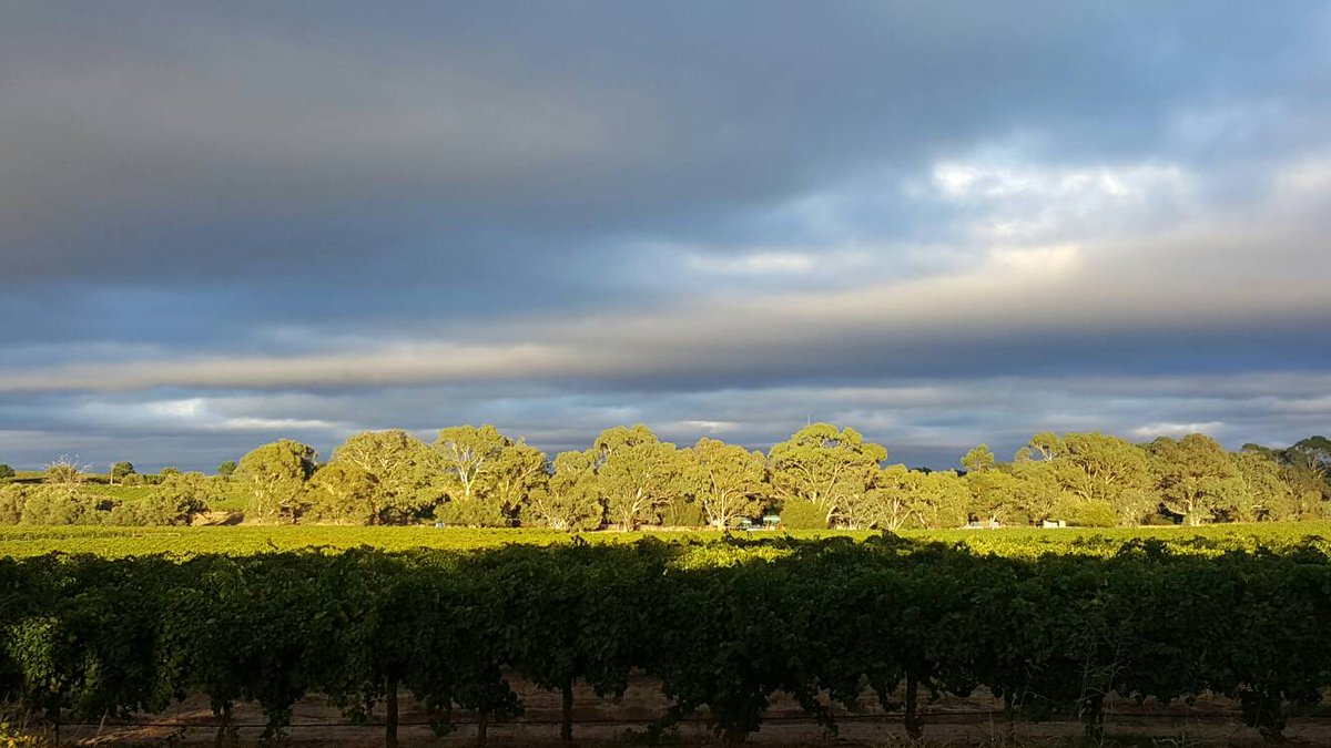 Simply stunning views at Lanzerac this morning.