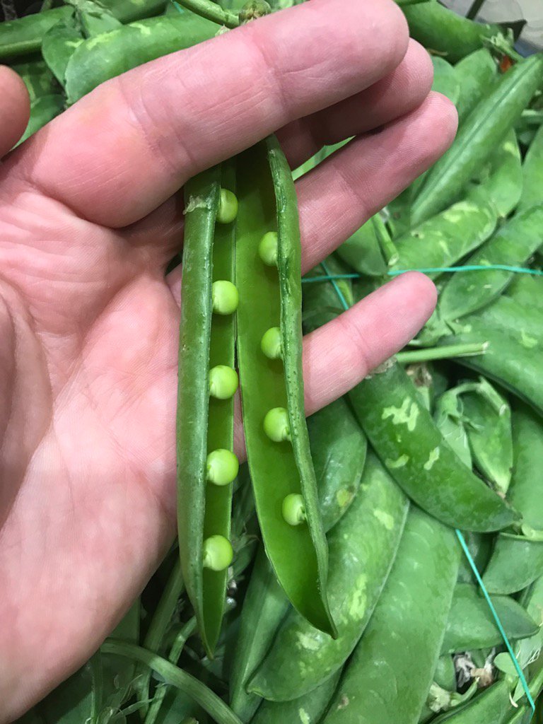 #tiny #sweet #italianpeas @oakleafeuropean