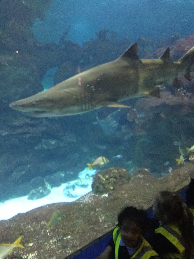 MrsLHByrne's tweet photo. We had a ball @BluePlanetUK #underthesea #littleexplorers #inspire https://t.co/aUtHiTIrXL