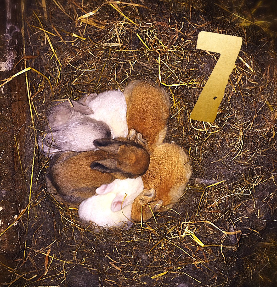 fishersmobile's tweet photo. Another busy day lambing but look else we have! 7 fluffy baby bunnies! #fishersmobilefarm #babyrabbits https://t.co/q5hzz0sqi2