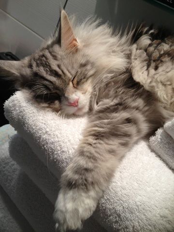 CatsMissing's tweet photo. πStill #MissingMia Vanished 4/6/15 from home #Ayr #Scotland Spayed Microchipped #ScanMe #MissingCatsUK
#MissingCatsDay https://t.co/azgWhBGY9Aπ https://t.co/Kdr8TMY2tl