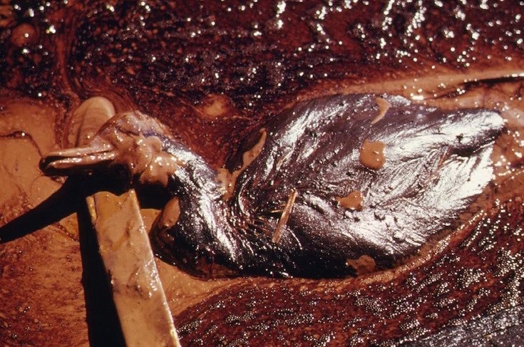 Earthjustice tweet picture