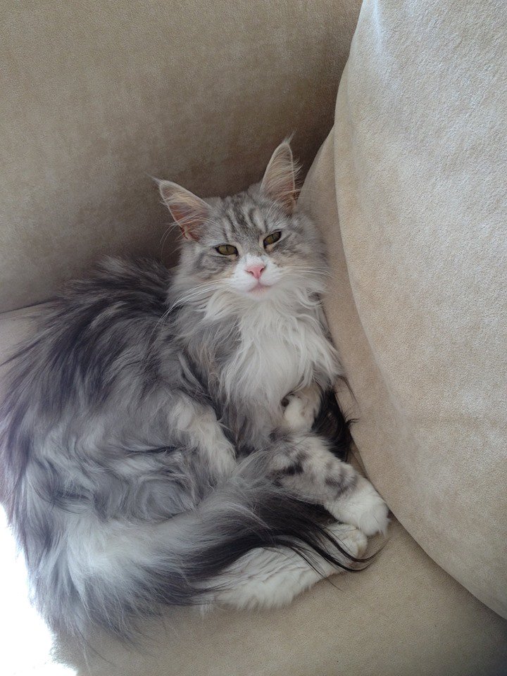 CatsMissing's tweet photo. πStill #MissingMia Vanished 4/6/15 from home #Ayr #Scotland Spayed Microchipped #ScanMe #MissingCatsUK
#MissingCatsDay https://t.co/azgWhBGY9Aπ https://t.co/Kdr8TMY2tl
