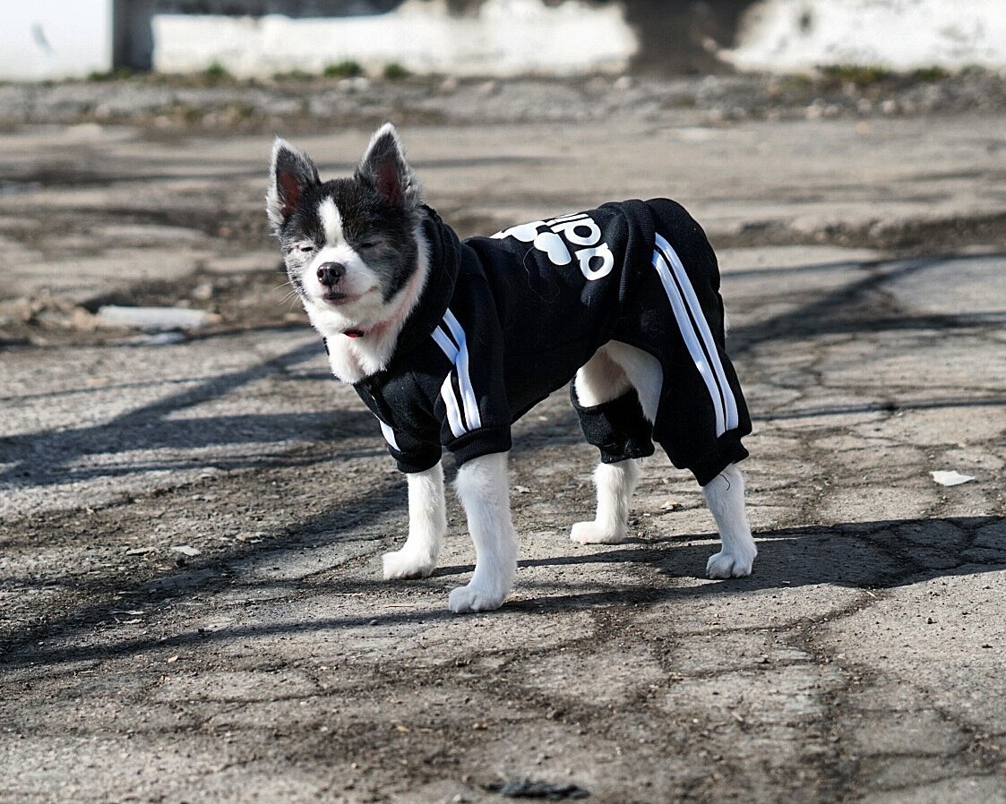 selectivelysosh's tweet photo. Future So Bright She Needs Shades 🕶
I Think Its Safe To Say She Enjoyed The Sun Today! 
#adidog #babygotback #mydogrunsthe6ix  #potd #spring https://t.co/OYUgGVmqqx