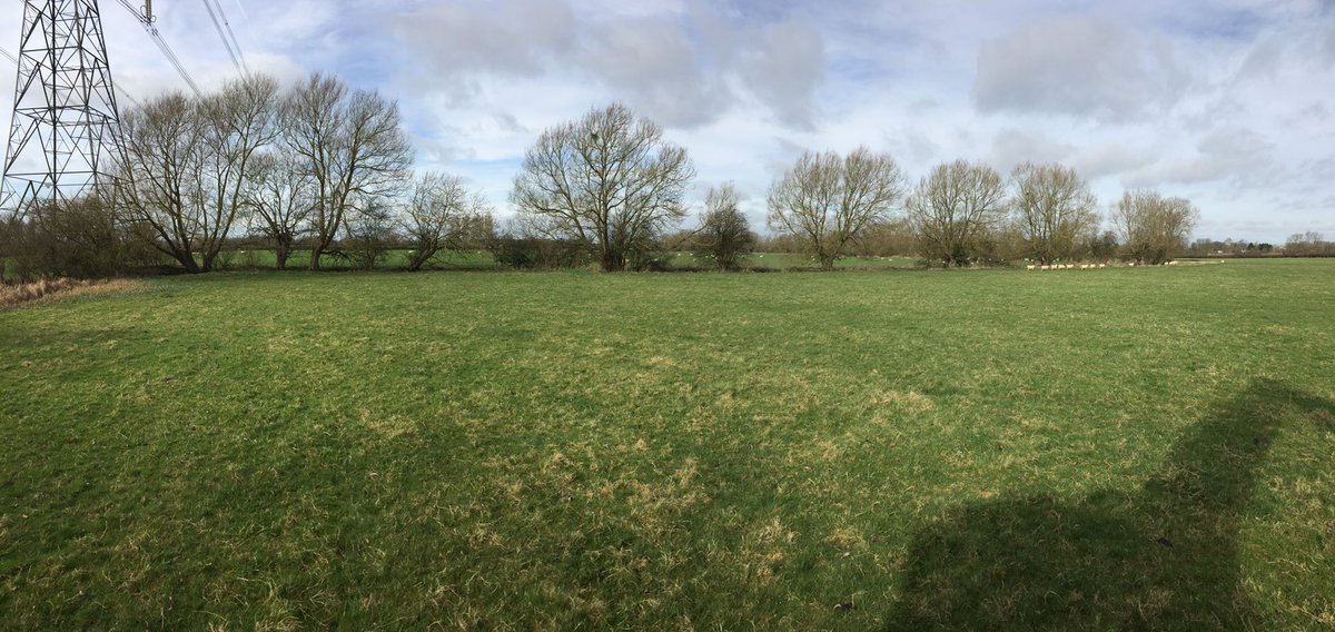 dg_hopper's tweet image. A few willows trimmed last week #treeshear