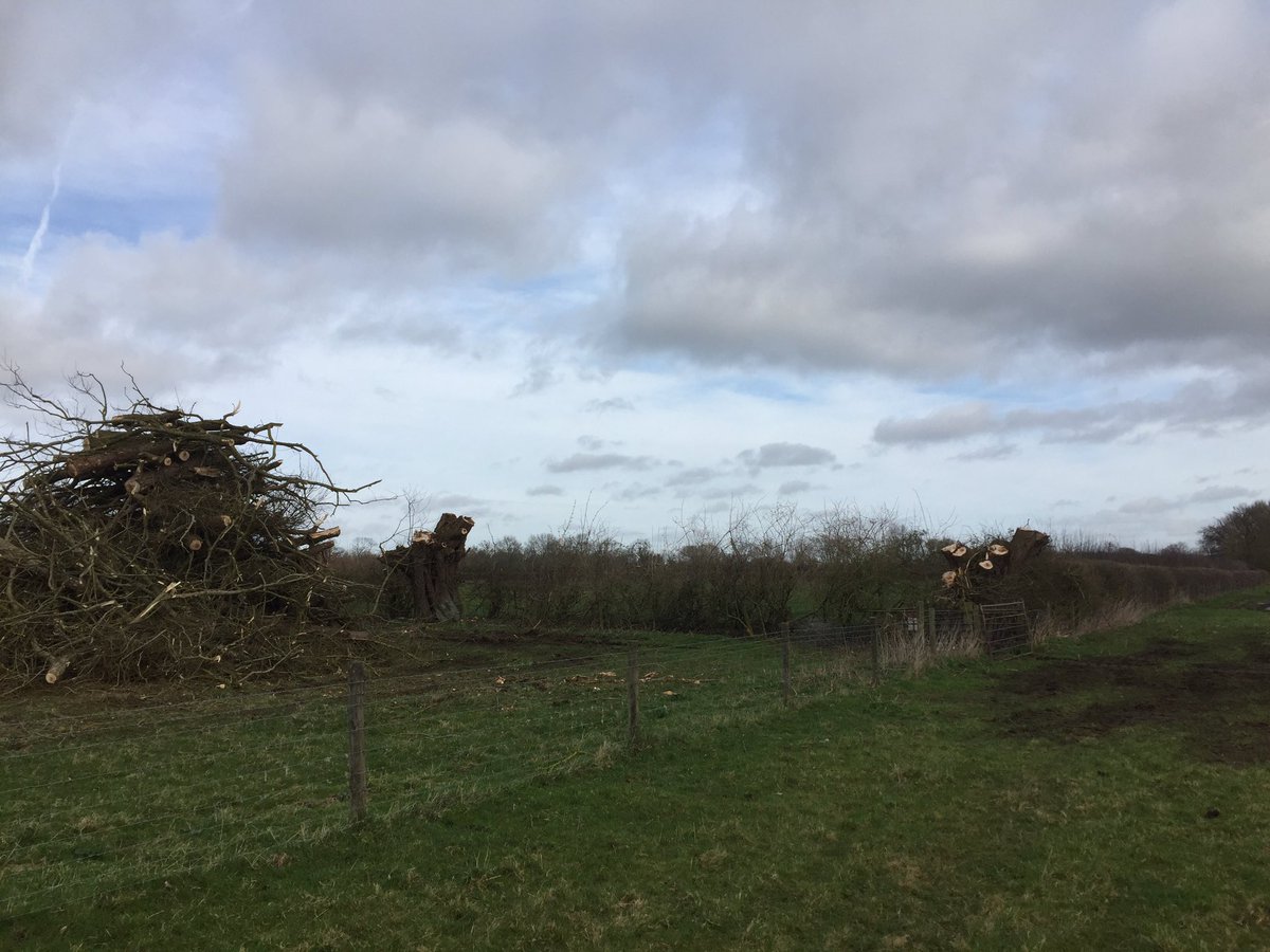 dg_hopper's tweet image. A few willows trimmed last week #treeshear