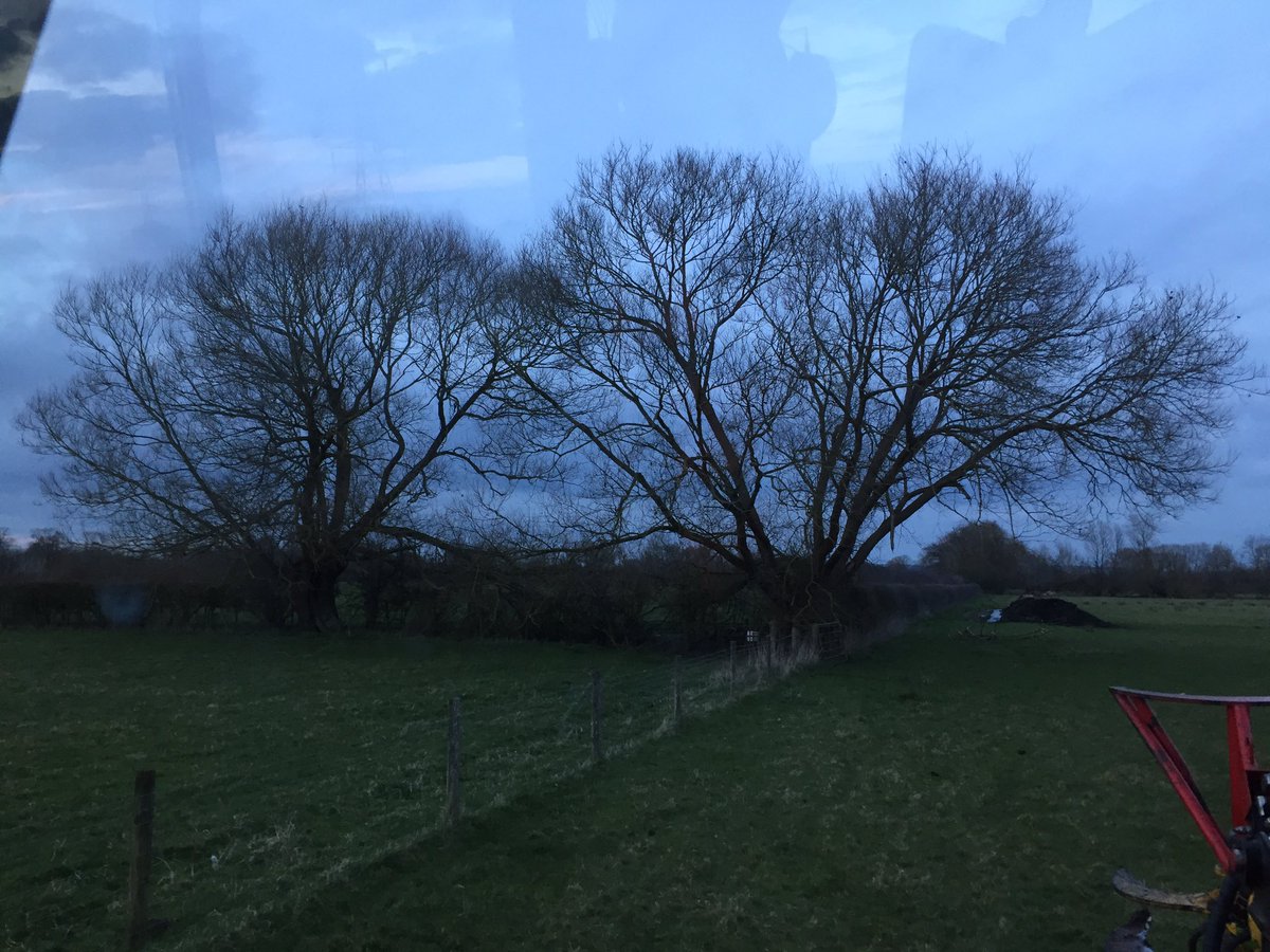 dg_hopper's tweet image. A few willows trimmed last week #treeshear