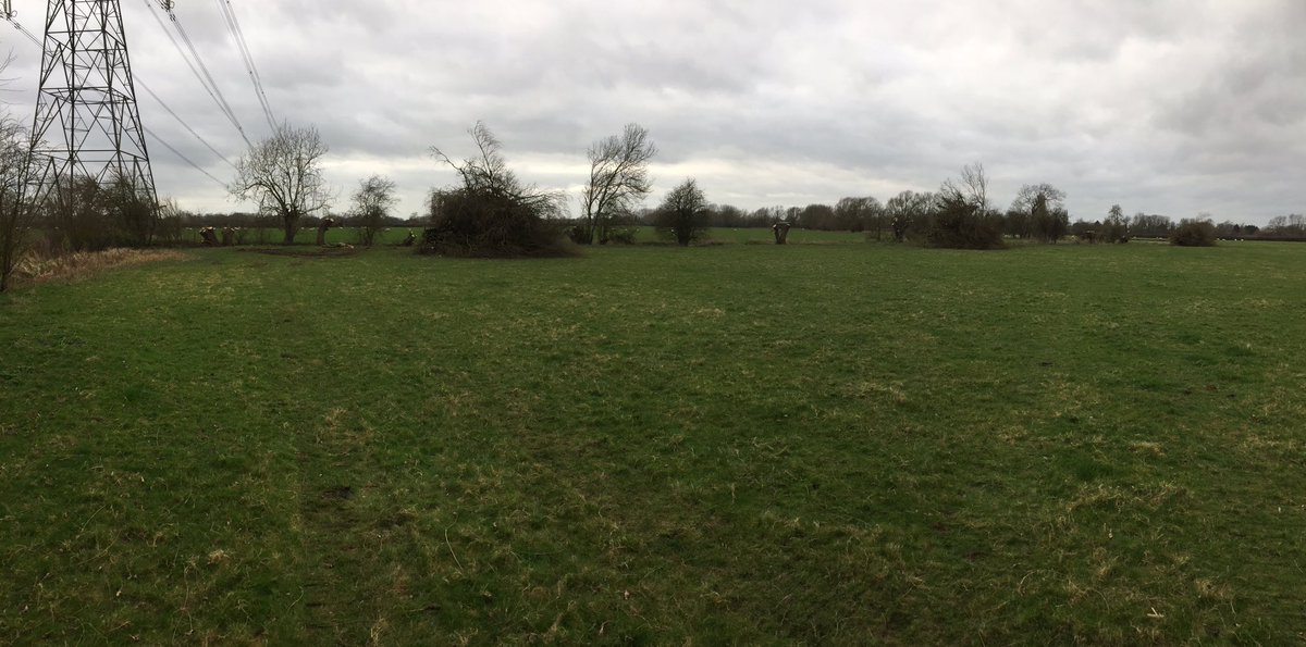 dg_hopper's tweet image. A few willows trimmed last week #treeshear