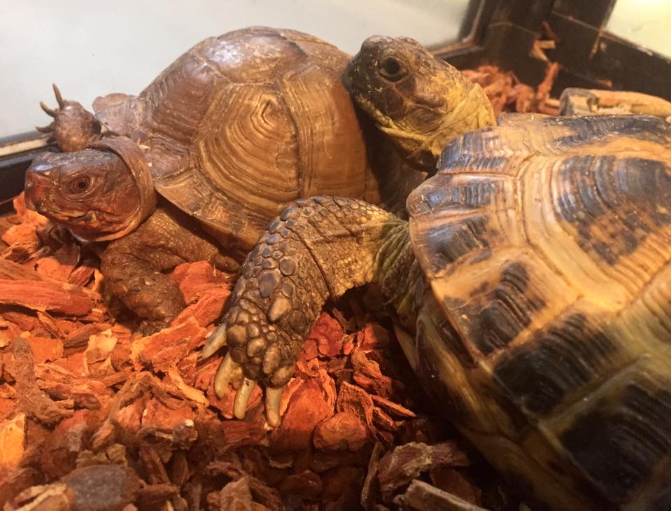 A tortoise's turtle pillow. Say that 10 times fast!
This is a multi-species exhibit in our reptile house.