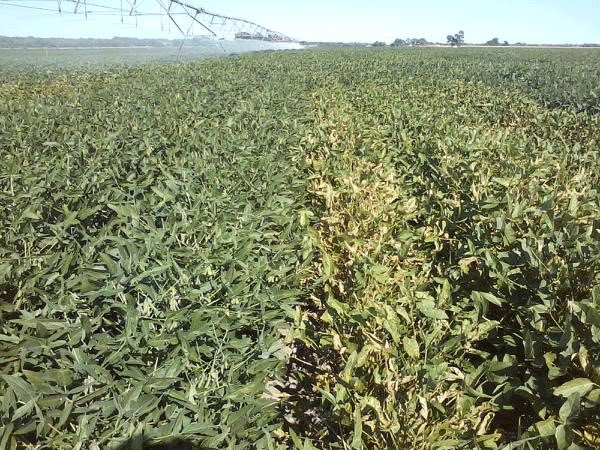 KStateAgron's tweet photo. Sudden Death Syndrome on beans can clobber yields! #KSU research at KRV station shows how you can control it. https://t.co/oa1jUpBqCk https://t.co/DFPBxynNR7