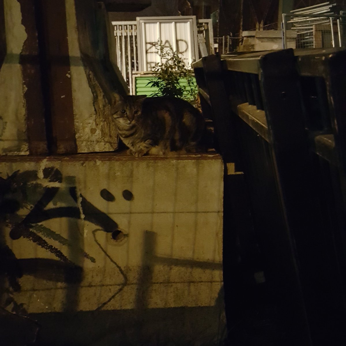 BoubaCie's tweet photo. #chatslibres et #trappage
#Paris13 https://t.co/DpKm88NrSM