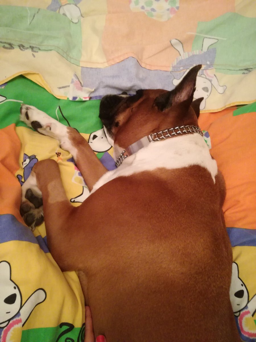 ojicosdegata's tweet photo. Ella ya está roncando como un rinoceronte #boxer #miboxer #mundoboxer https://t.co/kW9zGU2BES