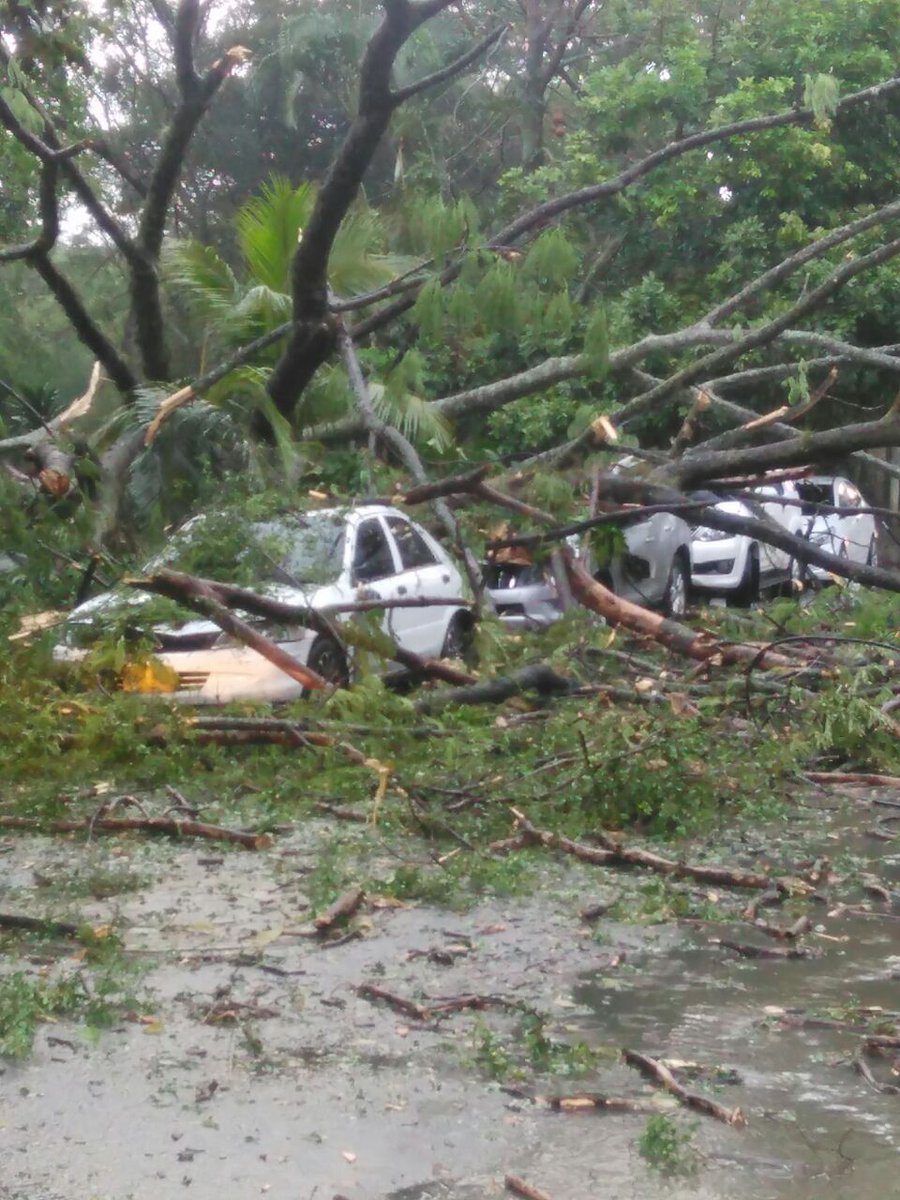 manchaamarilla's tweet image. Se necesitan @BomberosCali119 en la Cra 102 con Cll 18 x caída de Árboles encima de vehículos y bloquean la vía @MovilidadCali @TaxisLibres4