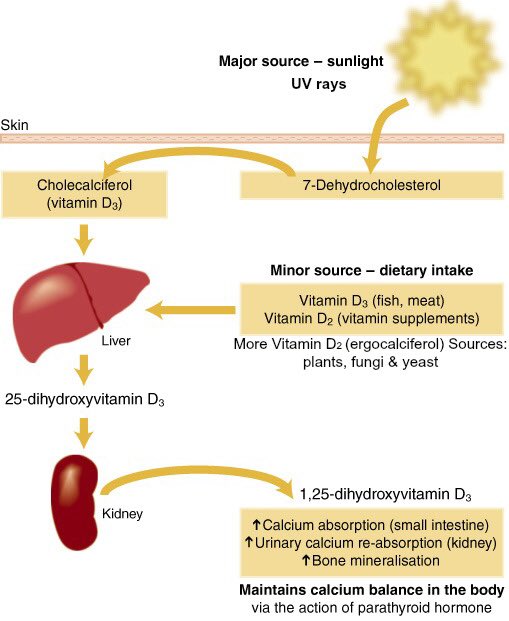mednotes on Twitter "As vitamin D is hydroxylated by kidneys to the
