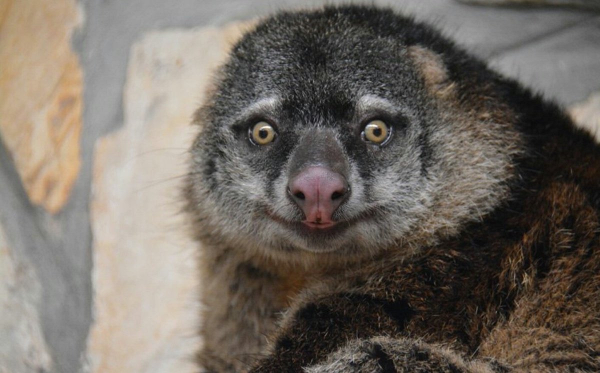 BradGooseberry's tweet photo. #DYK the Bear Cuscus is capable of simultaneously remembering every embarrassing thing it said or did in high school with perfect accuracy. https://t.co/6pTjd8weCe