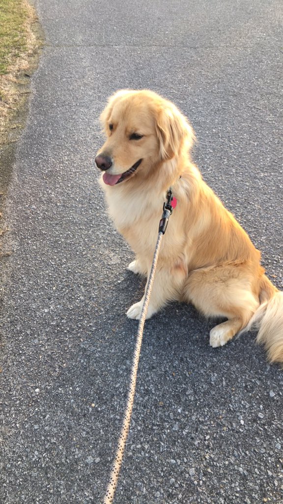 DeannaMHarrell's tweet photo. Enjoying the weather with fluff butt #stantheman https://t.co/AMCMBnPFX6