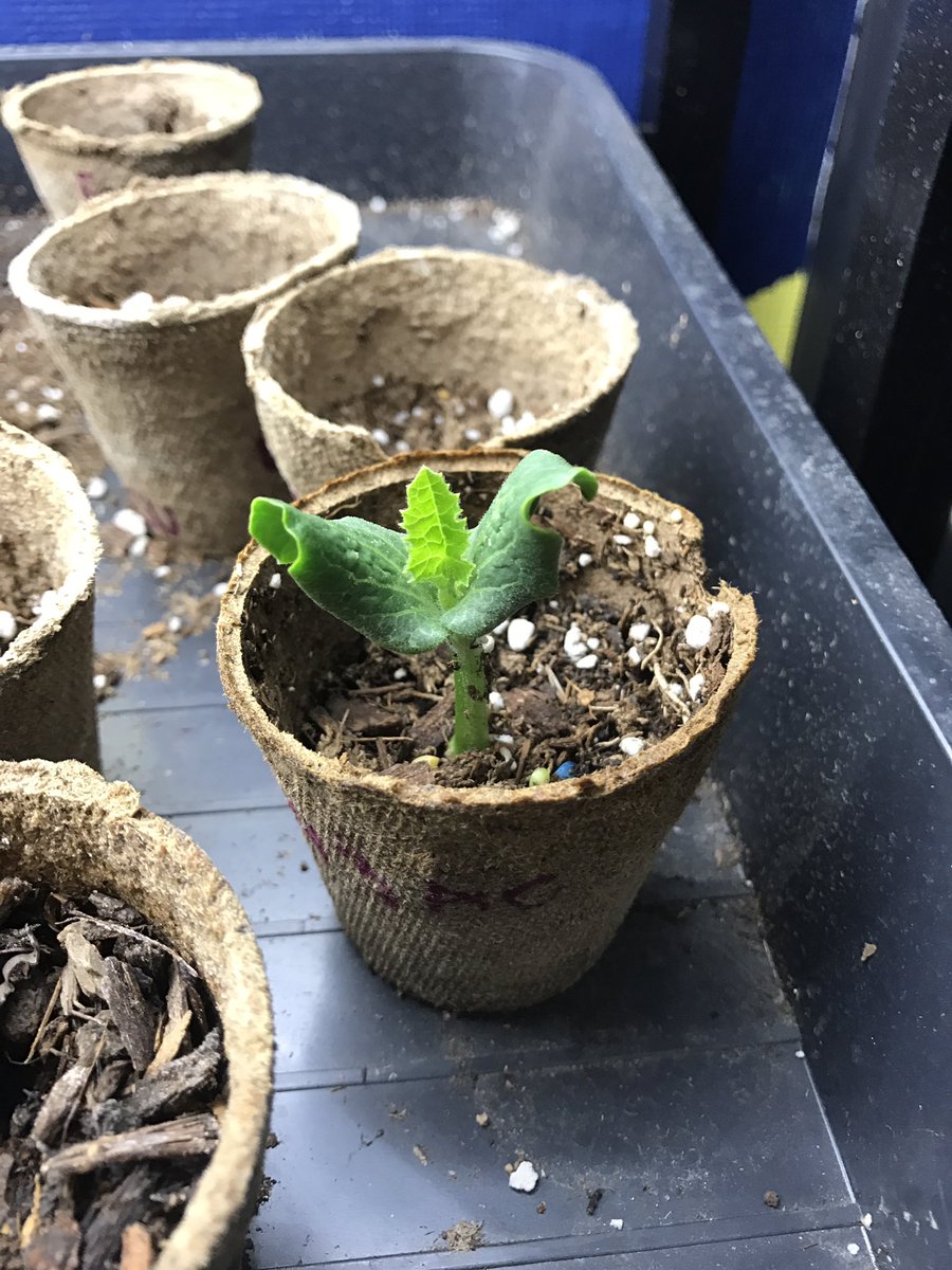 MsKWhitmyre's tweet photo. Well there's one 🌱 https://t.co/LgVxIaBGJ2