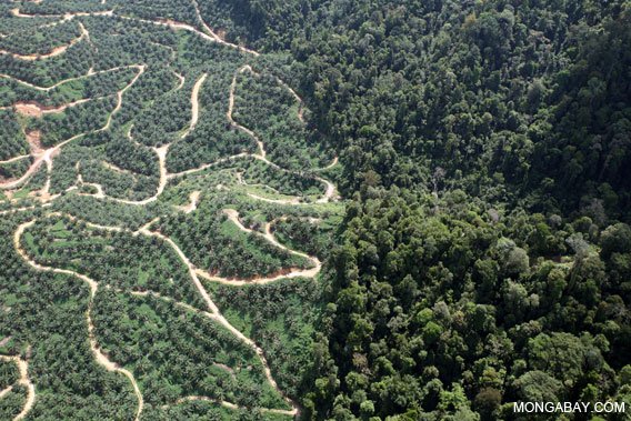 BiologistDan's tweet photo. It's International #ForestsDay! Think twice about using #PalmOil. They're driving #Indonesia #rainforest &amp; it's inhabitants to #extinction https://t.co/Q2kB8ZscPK