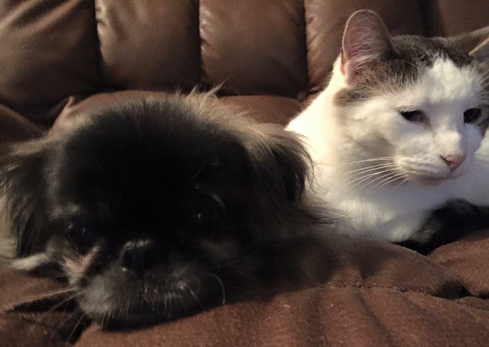 Savnbrit's tweet photo. #LettersToAnimals dear babies, mama loves you both the same! https://t.co/QGp3SLUmNn