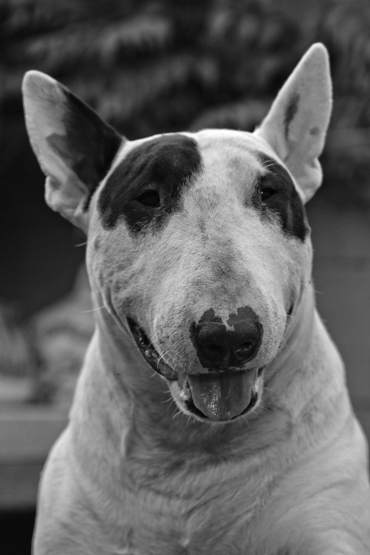 CouchQuiz on AppleTV on Twitter: "Dogs are a great family pet. Even for