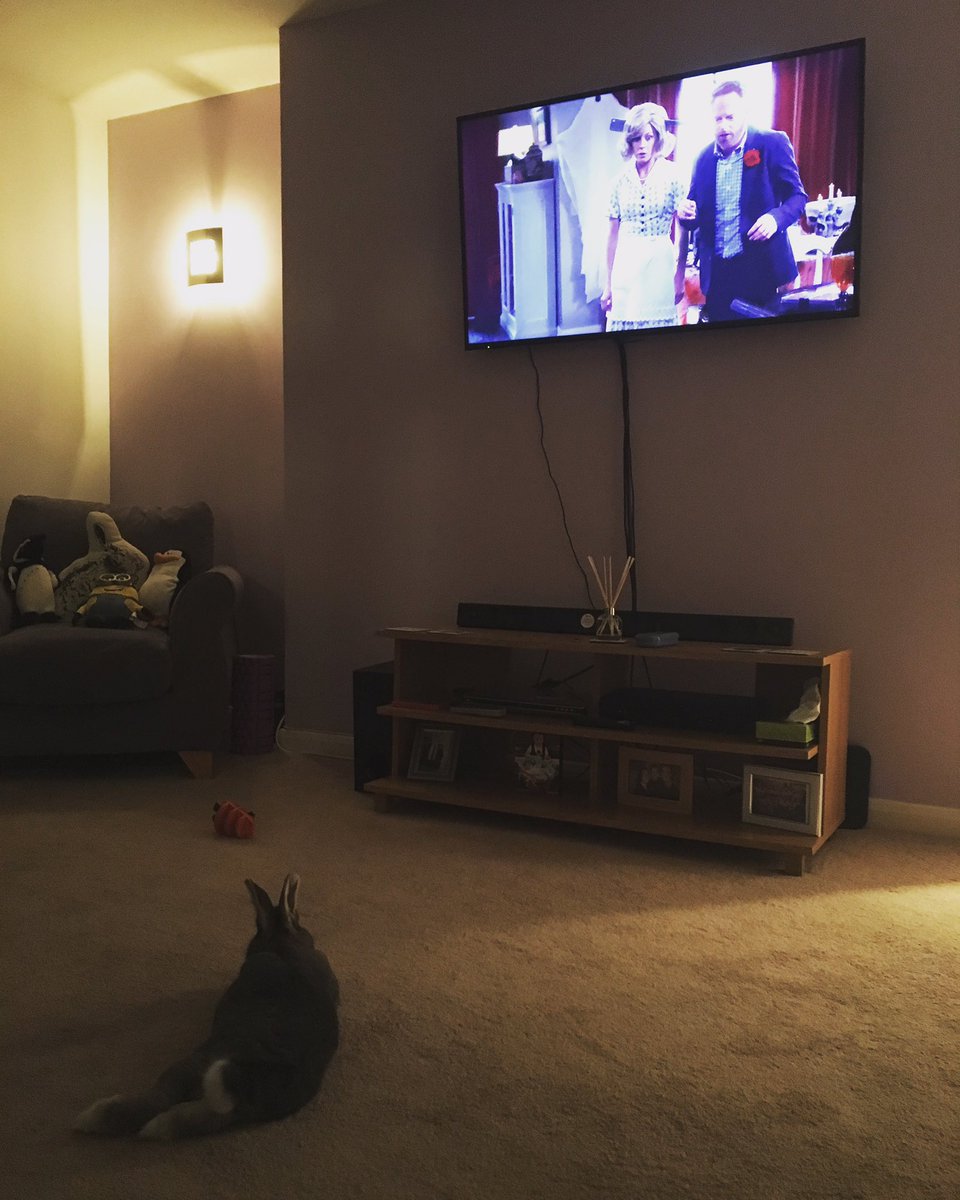 ZubieKate's tweet photo. When you have a rabbit that loves @ModernFam as much as you do! #myfamily #crazyrabbit https://t.co/dUFPKE381w