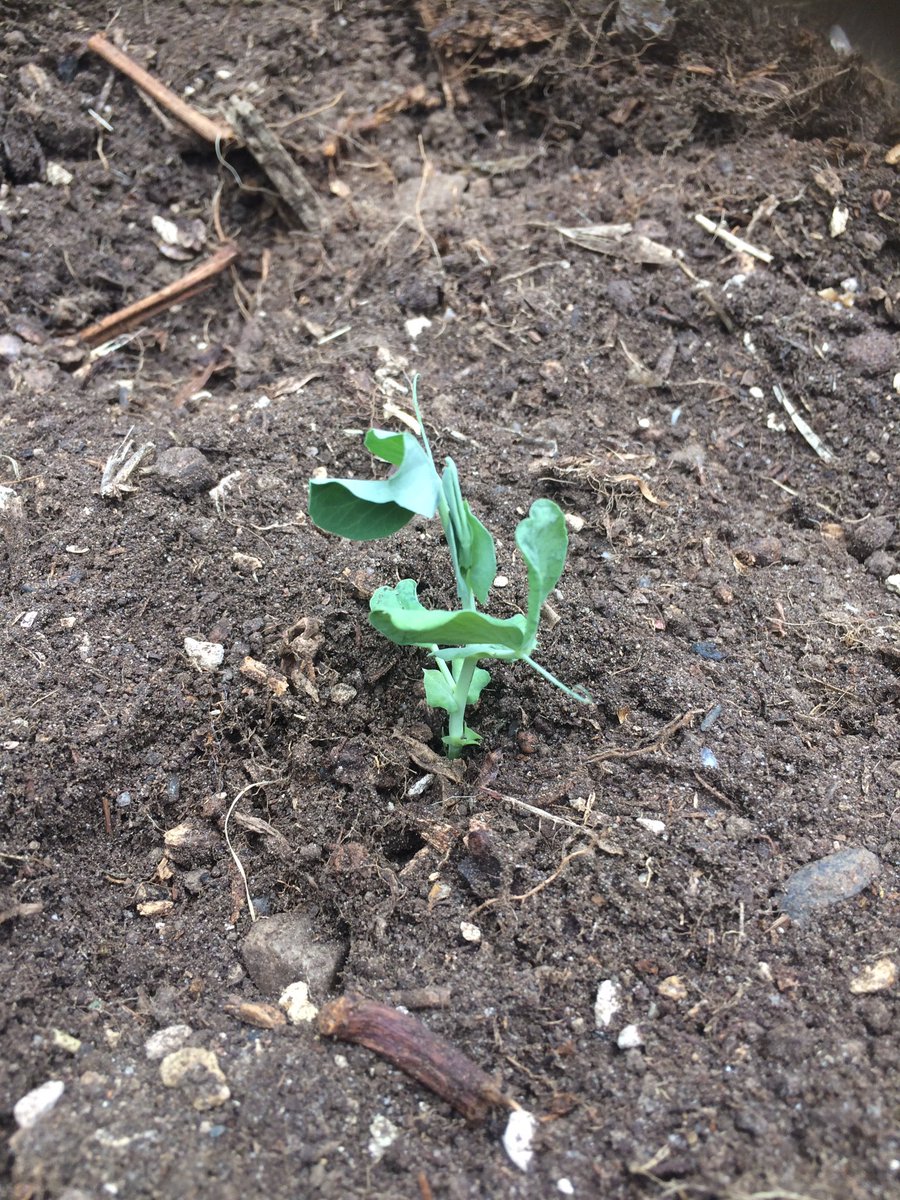 Snow pea is now in the ground after spending its childhood in a egg carton ❤🌱
<a href="/drummingmonkeys/">Amazing Drumming Mon</a> 
<a href="/TheGardenofUD/">The Garden of UD</a> 
<a href="/adelaide_fringe/">adelaide fringe</a>