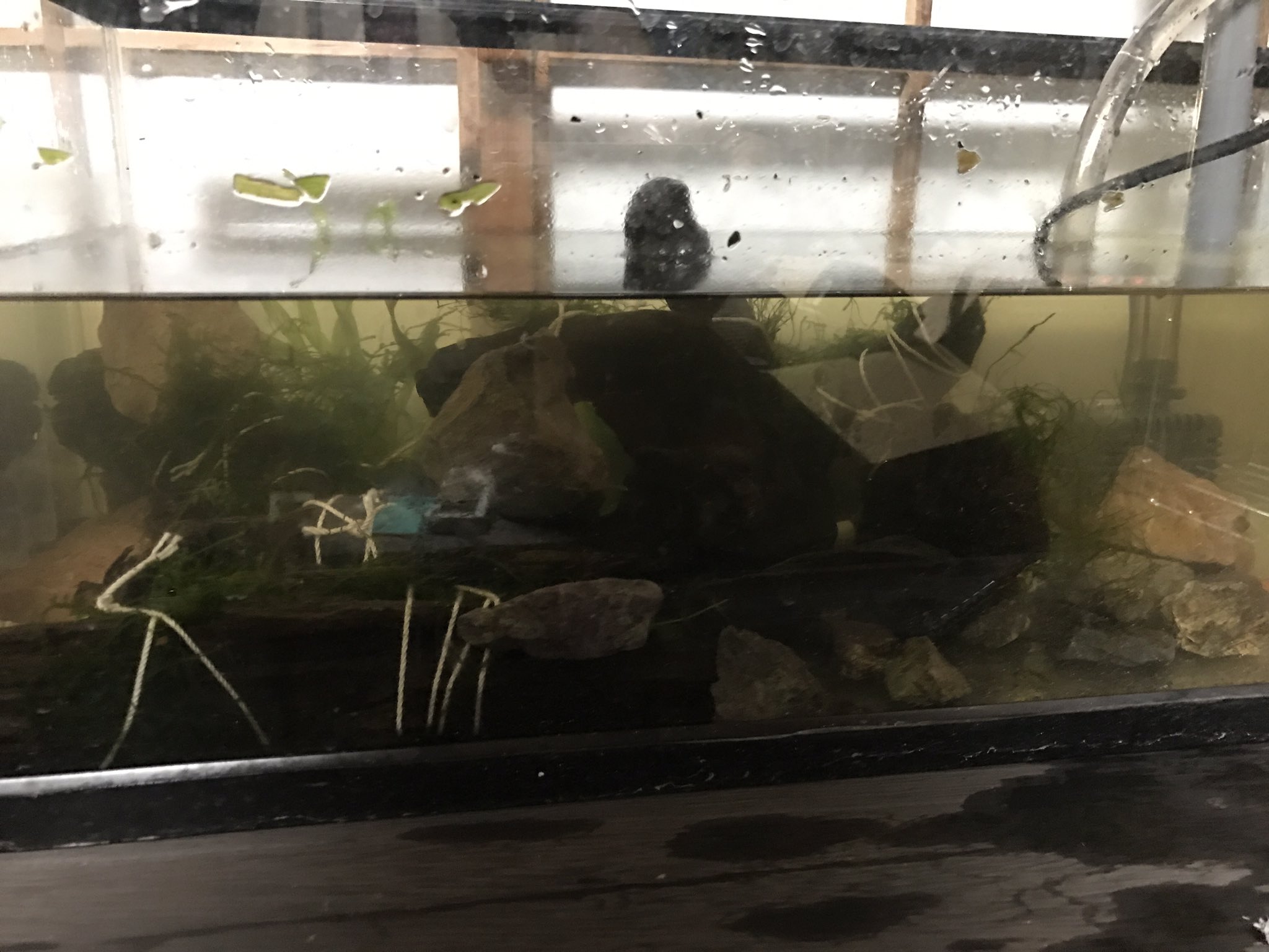 みんなのdiyアクアリウム Twitter