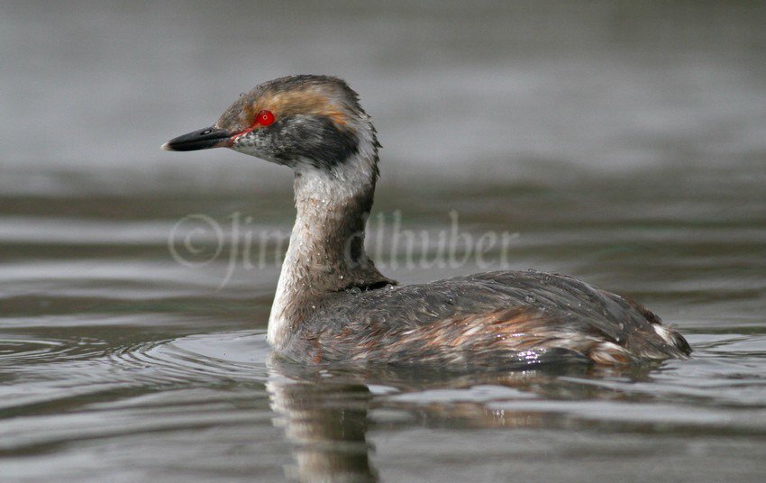 Horned Grebe at Grant Park in Milwaukee Wisconsin on March 21, 2017 windowtowildlife.com/horned-grebe-g…