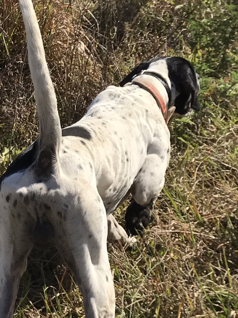 myersm48's tweet photo. Fun hunt this morning the dog work was phenomenal! #pineridgeplantation #birddog #gundog #englishpointer https://t.co/bTYZJ7PD8v