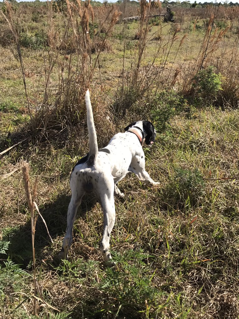 myersm48's tweet photo. Fun hunt this morning the dog work was phenomenal! #pineridgeplantation #birddog #gundog #englishpointer https://t.co/bTYZJ7PD8v