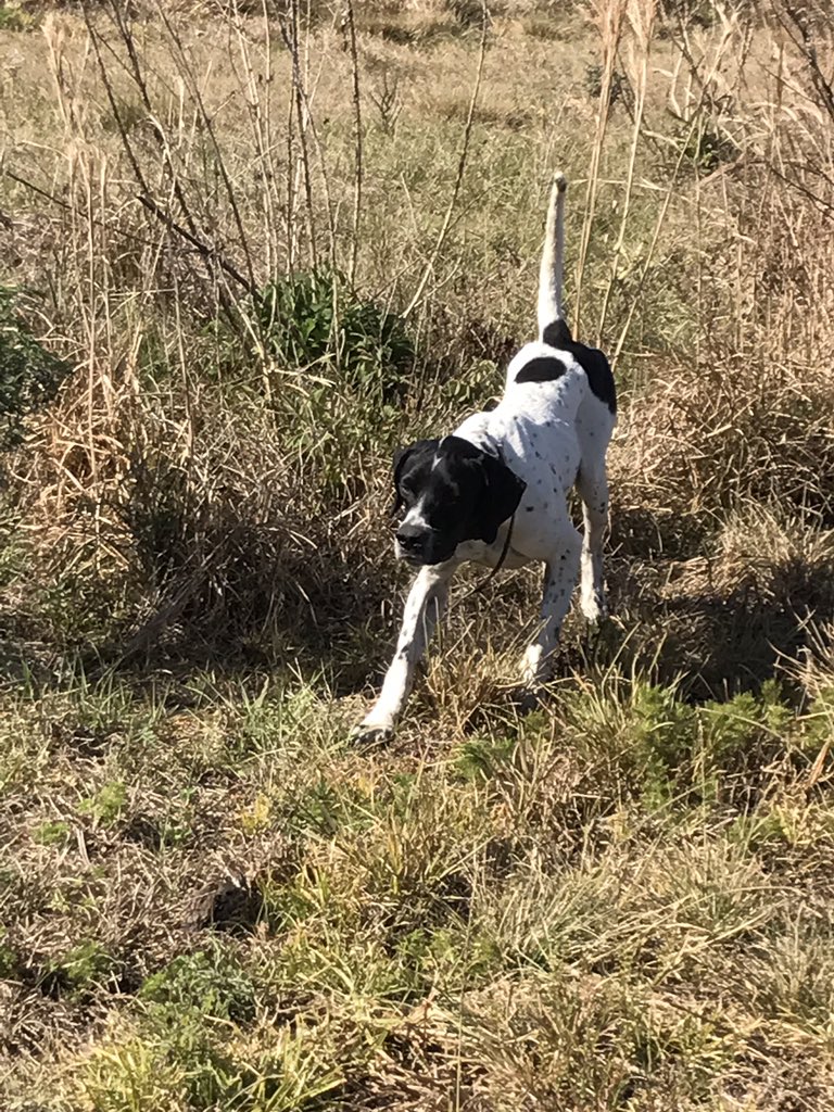 myersm48's tweet photo. Fun hunt this morning the dog work was phenomenal! #pineridgeplantation #birddog #gundog #englishpointer https://t.co/bTYZJ7PD8v
