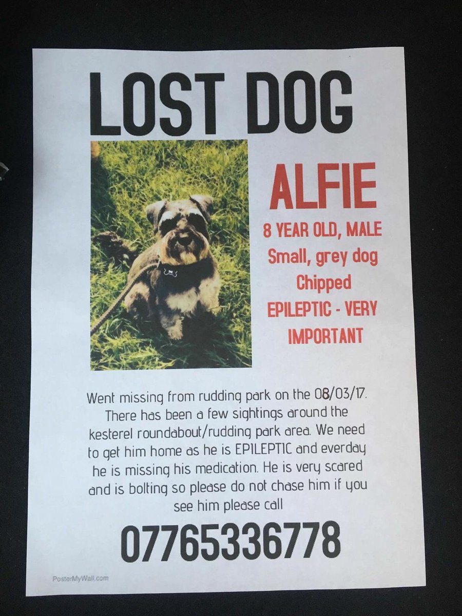 LisaLisaw1's tweet photo. #MissingAlfie #Epileptic #MiniatureSchnauzer #RuddingPark #Harrogate #Yorkshire 08.03.17 #FindAlfie #HelpFindAlfie https://t.co/HHQbx4nFdj