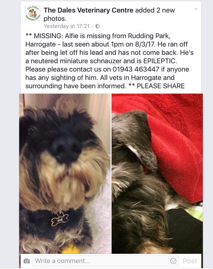 LisaLisaw1's tweet photo. #MissingAlfie #Epileptic #MiniatureSchnauzer #RuddingPark #Harrogate #Yorkshire 08.03.17 #FindAlfie #HelpFindAlfie https://t.co/HHQbx4nFdj