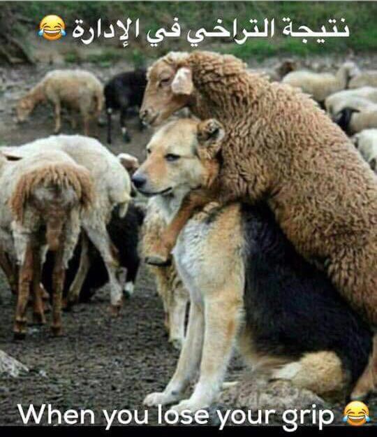 hashllah's tweet photo. https://t.co/DFjw3REaEu