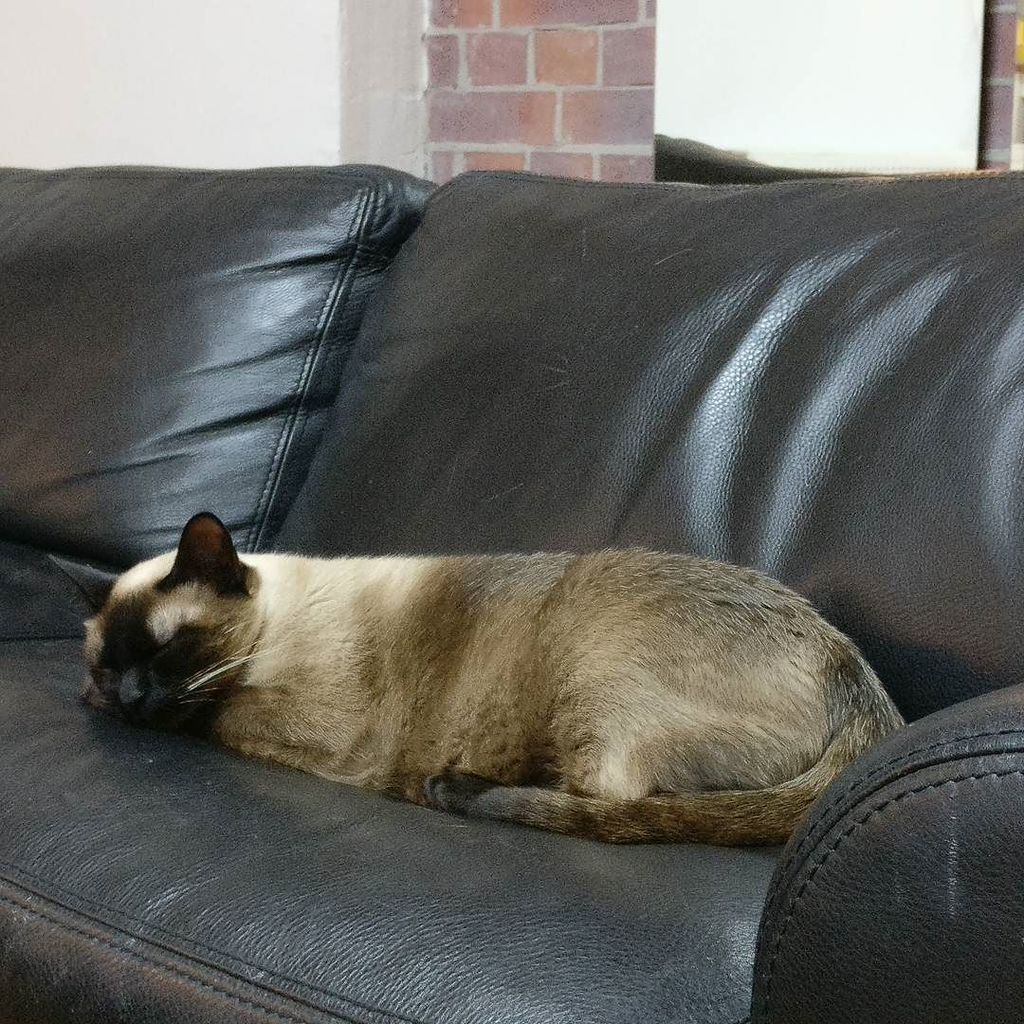 philippescar's tweet photo. How horrible is a cat's life #obiwanthecat #katzenliebe #berliner #catsofberlin #mycat https://t.co/ebP7KBUe72 https://t.co/8kch49uN47