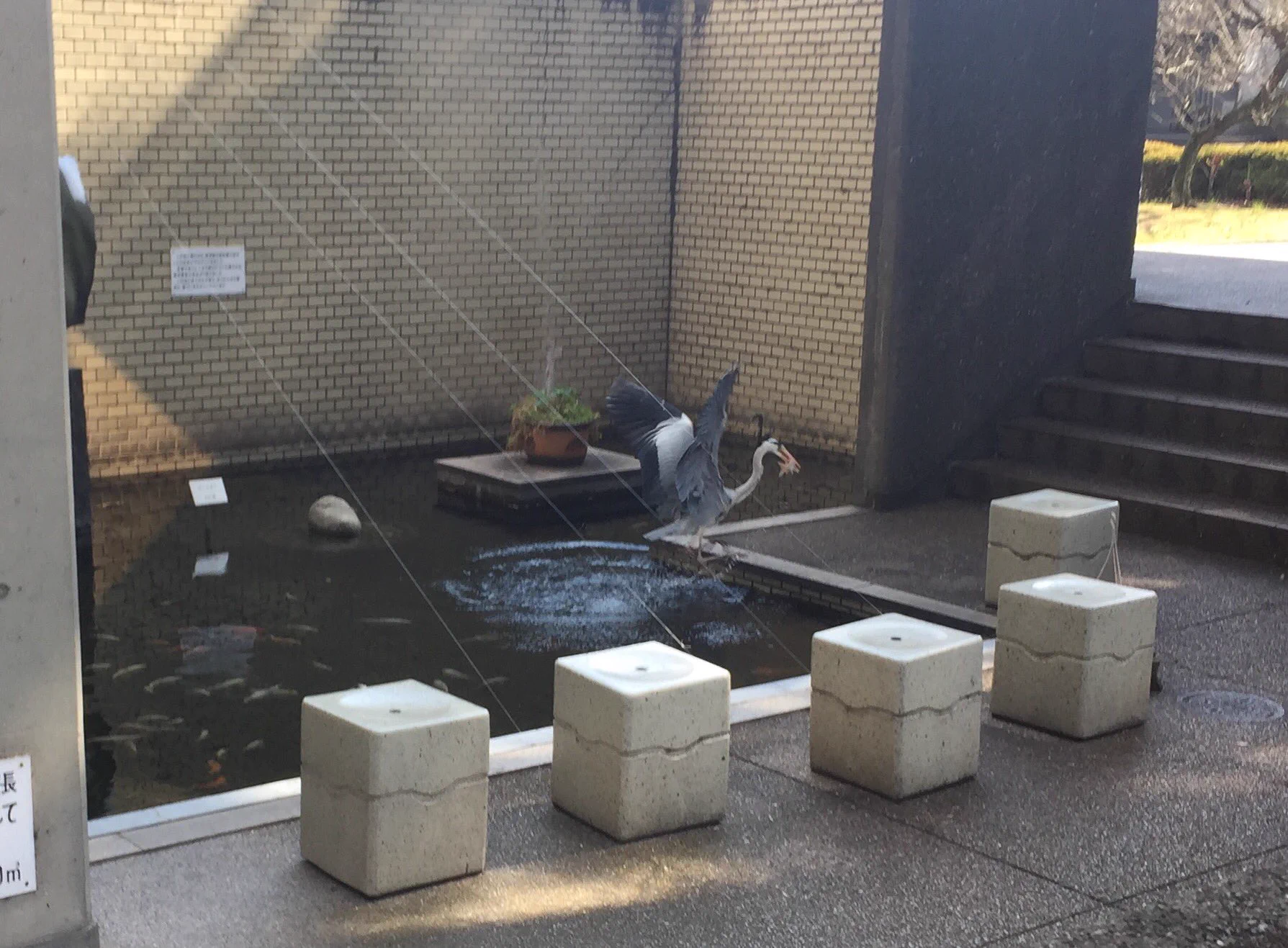 サギが鯉を食べた!それって、けっこう高いのでは……?