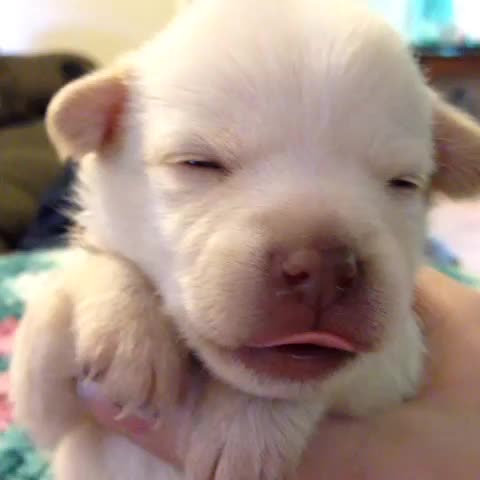 AMorittz's tweet photo. You can't watch this without saying Awwww. #Cute #dogsofvine #yawn #like #Revine #follow
https://t.co/wyA7g0t6uD https://t.co/N0AgSH6Pae