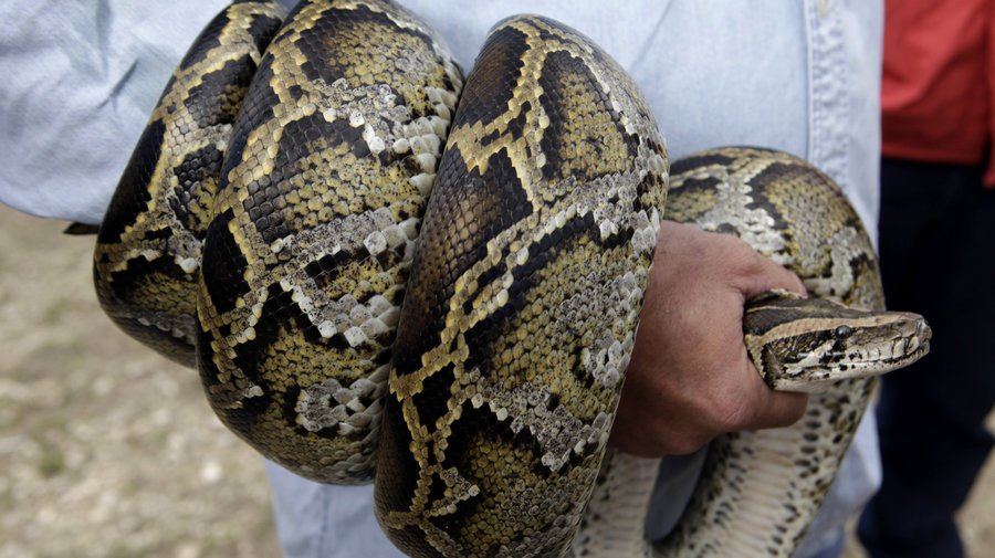 MStoreyADG's tweet photo. Come Sat., Otus the Head Cat reports on the annual python roundup on Maumelle's Lake Willastein. A record year due to warm winter. https://t.co/vaFwNUE1X4