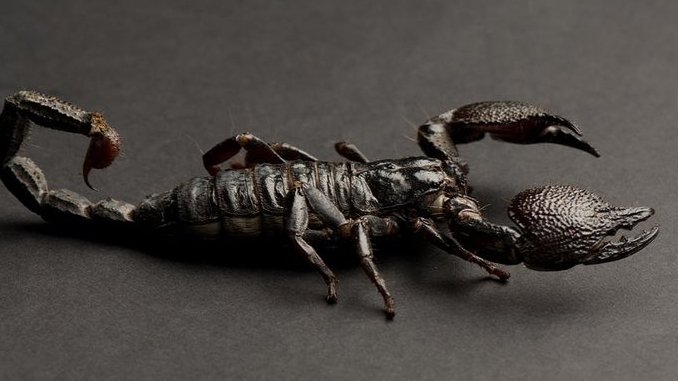 ankapestcontrol's tweet image. Görüntüsü Sizi Korkutmasın Zehirsiz İmparator Akrebi tinyurl.com/lf93cpq