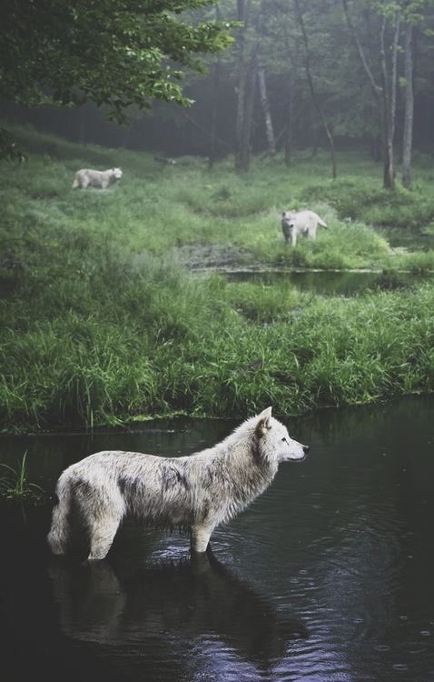 evelyn_m_k's tweet photo. @chixtumanitue May the wolves stay! #NoExtinction They lost a very close vote last week in the house Now on to the Senate! #ScaredForThem 🐺🐾 https://t.co/N4iNKlS33x
