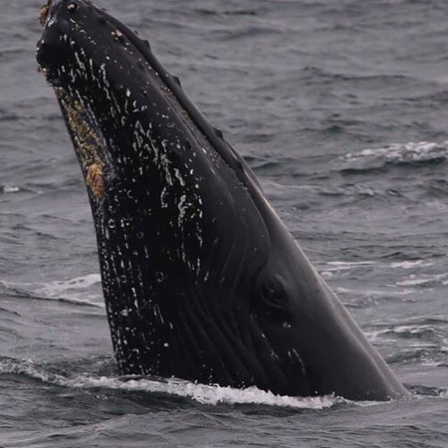 MobyChick's tweet photo. #Humpbackwhales are back feeding in #Montereybay. This photo is a 'spyhop' where the whale pokes out just her head. Keep the oceans blue! 🐋 https://t.co/cALIslyMyA